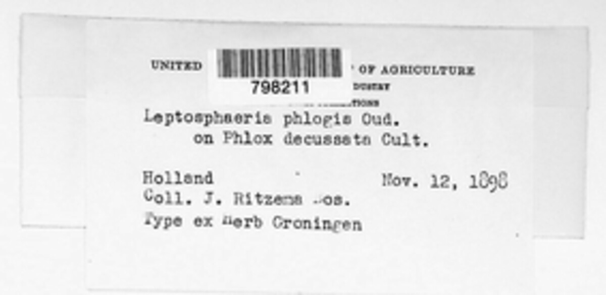Leptosphaeria phlogis image